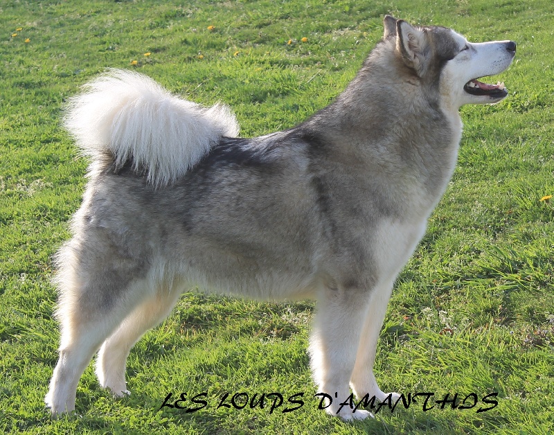 I'luna Des Loups D'Amanthis