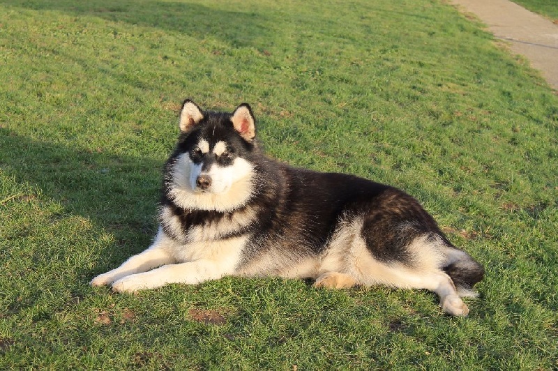 Amaruq Legend Lorca white